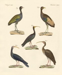 Étranges oiseaux brésiliens - German School