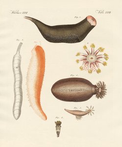 Holothuries étranges