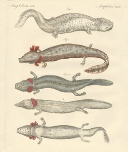 Étranges amphibiens
