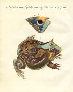 Amphibiens étranges - German School