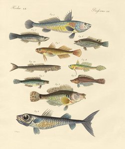 Poissons étranges et beaux - German School