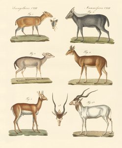 Étranges antilopes