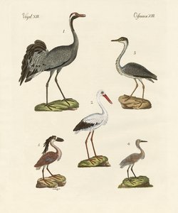 Oiseaux de plage étranges - German School
