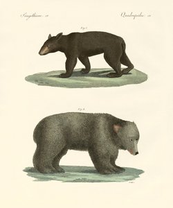 Étranges ours - German School