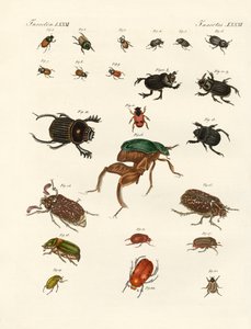 Étranges coléoptères (gravure en couleur)