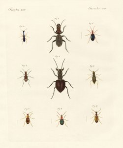 Coléoptères étranges