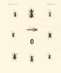 Coléoptères étranges