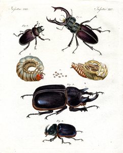 Coléoptères étranges