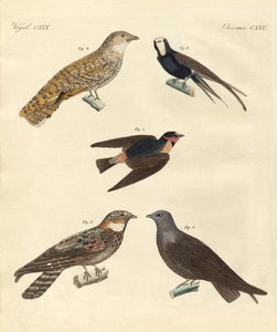 Oiseaux étranges - German School