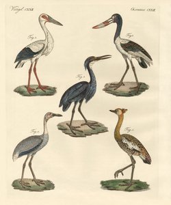 Étranges oiseaux - German School