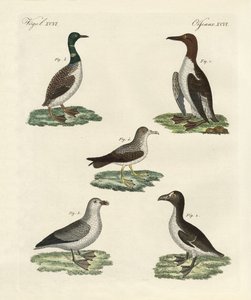 Oiseaux étranges - German School