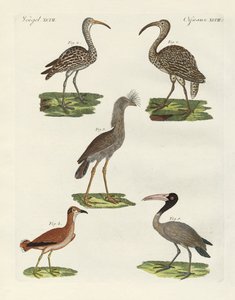 Oiseaux étranges - German School