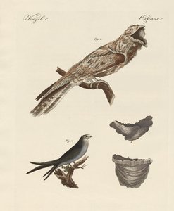 Oiseaux étranges - German School