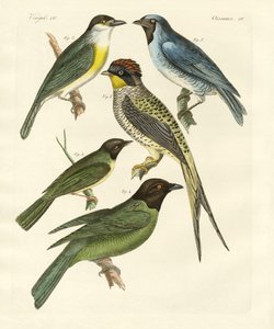 Oiseaux étranges - German School