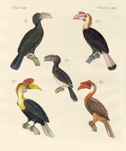 Oiseaux étranges - German School