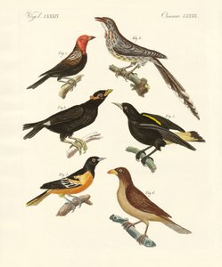 Oiseaux étranges - German School