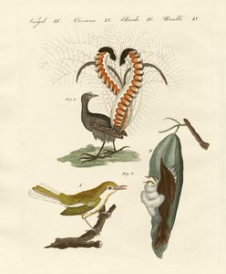 Oiseaux étranges - German School