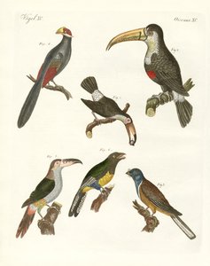 Oiseaux étranges - German School
