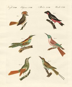 Oiseaux étranges - German School