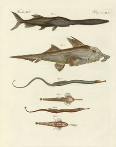 Poissons cartilagineux étranges - German School