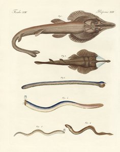 Étranges poissons cartilagineux (gravure en couleur) - German School