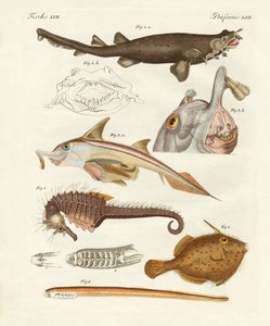 Poissons cartilagineux étranges - German School