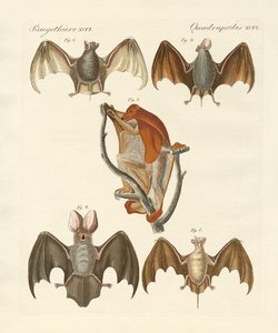 Chauves-souris étranges - German School