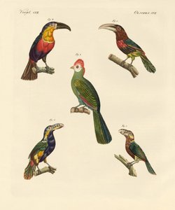 Étranges oiseaux grimpeurs - German School