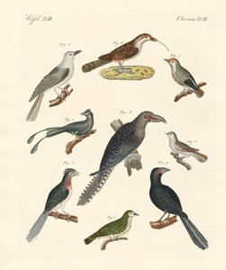 Étranges oiseaux grimpeurs (gravure en couleur) - German School