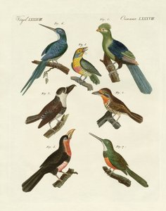 Oiseaux grimpeurs étranges - German School