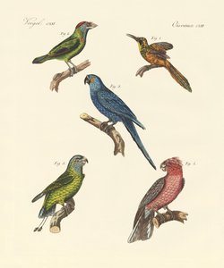 Oiseaux grimpeurs étranges - German School