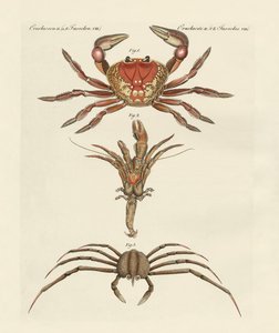 Crabes étranges