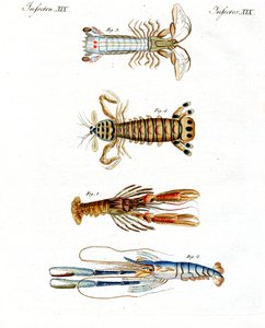 Crabes étranges