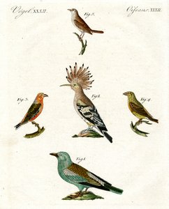 Oiseaux domestiques étranges - German School
