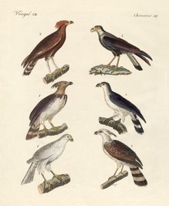 Aigles étranges - German School
