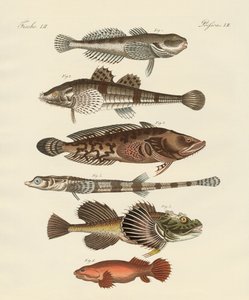 Étranges poissons