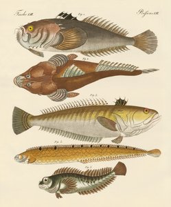Étranges poissons - German School