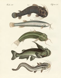 Étranges poissons