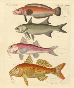 Poissons étranges - German School