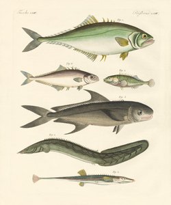 Étranges poissons