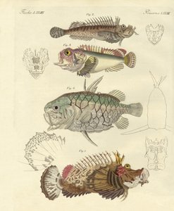 Poisson étrange - German School