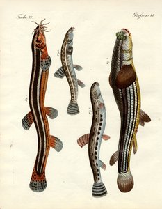 Étranges poissons (gravure en couleur) - German School