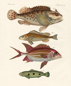 Poissons étranges - German School
