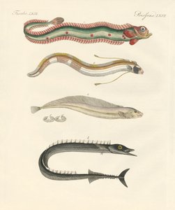 Poissons étranges - German School