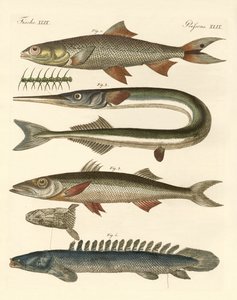 Poissons étranges - German School