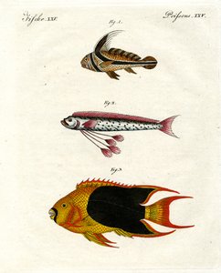 Poissons étranges - German School