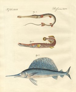 Poissons étranges