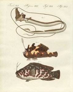 Poisson étrange - German School