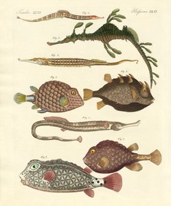 Poissons étranges