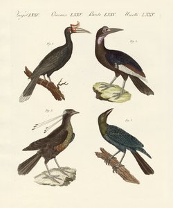 Oiseaux étrangers étranges - German School